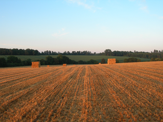 bales of straw in field